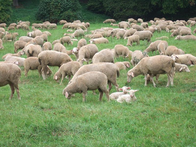 2009-08- (307).JPG - Landschaftspfleger